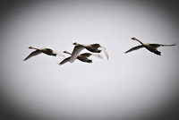 Swans of Monticello 2010