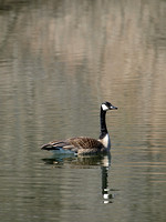 Canada Goose